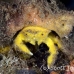 crab_sponge_shr_tam_h_0024_bal6397.jpg